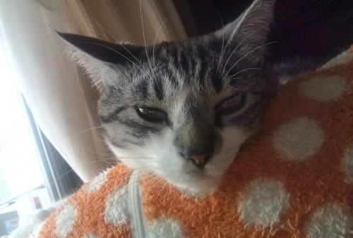 丸まる猫・伸びる猫