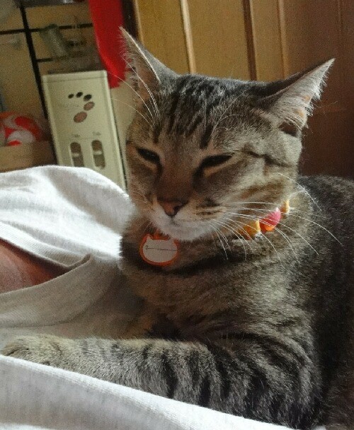 猫カフェさんと日曜日。