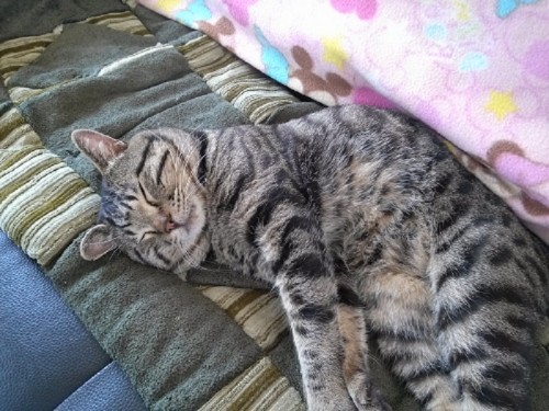 里親さんになってくれる方いませんか？