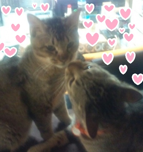 今日も大好き!