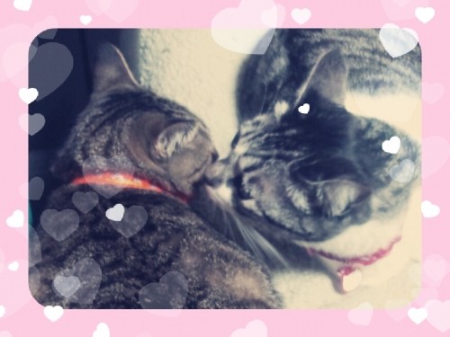 やっぱり猫ブログ♪