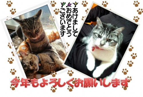 あけおめにゃん。
