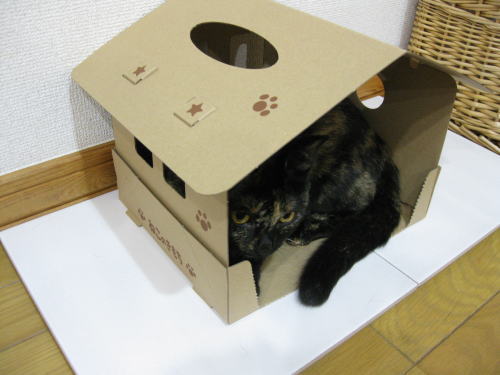 ねこきもハウス