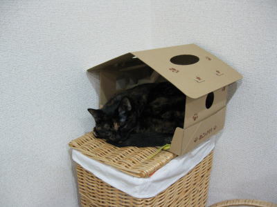 ニーナの自宅