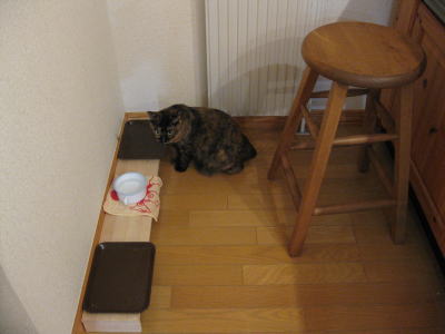 ブーのごはん待ち