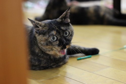 カメラ訓練・写真講座