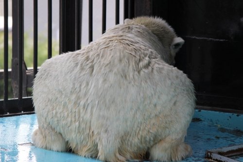 続・おびひろ動物園