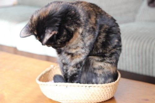 ねこが増える理由