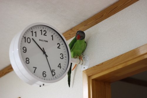 オウムが！