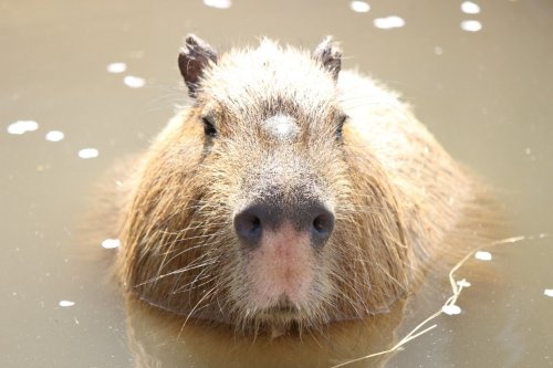 旭山動物園へ