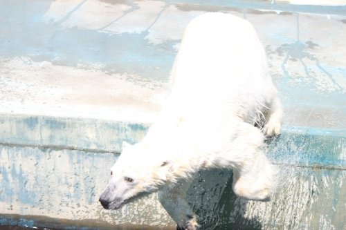 くしろ動物園へ