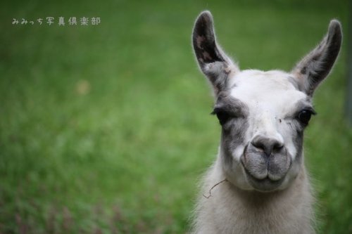 おびひろ動物園０８