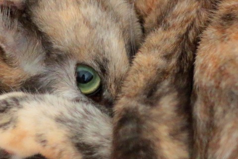 cateye