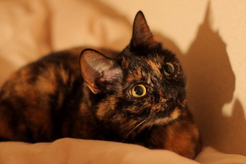 真夜中の猫