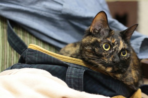 ねこたち