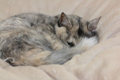 ねこたち。