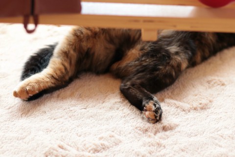 ねこたち