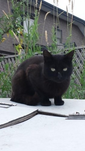 コンビニの看板猫