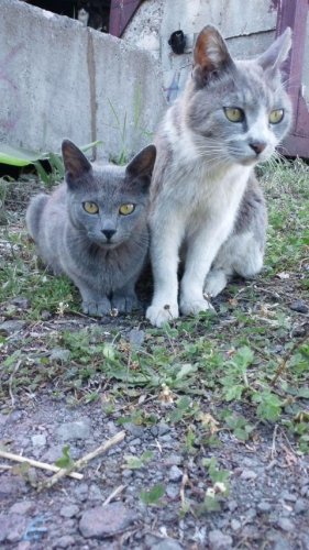 レッツゴー数匹