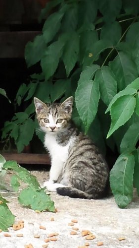 長作とこの若い衆