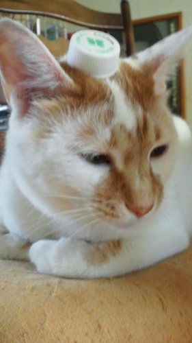 キャップ乗っけられ星人