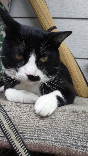 クックデミの助