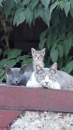 レッツゴー数匹