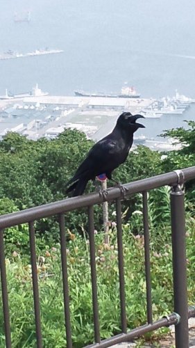 暑すぎにゃ～ん(>_<)