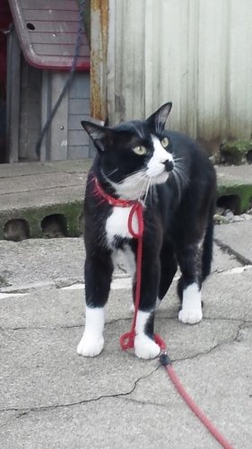 クックデミの助