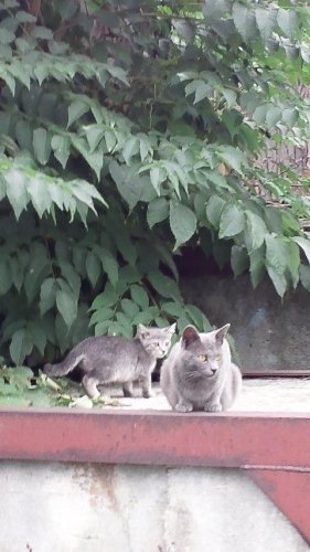 レッツゴー数匹