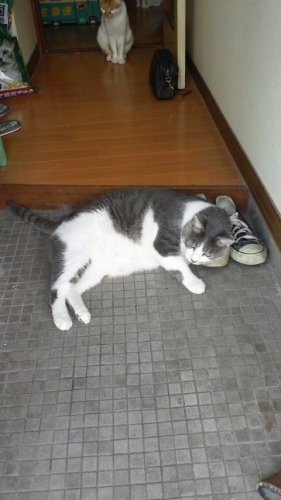 グレココオレたん