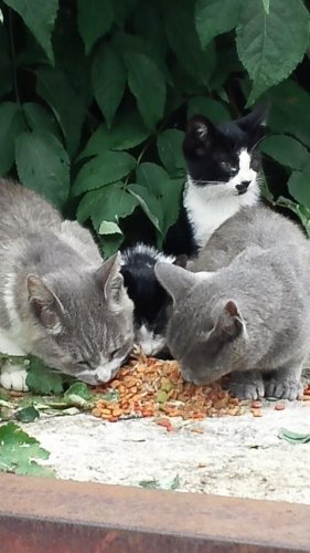 レッツゴー数匹