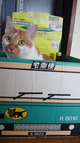 クロネコヤマト