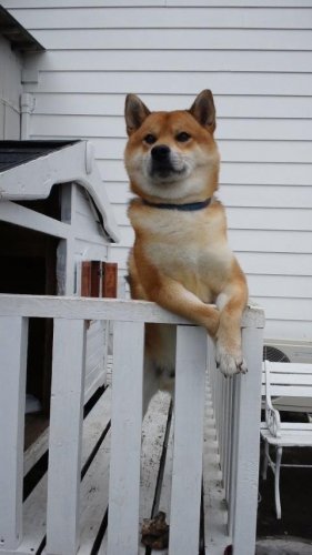 セレブなカズマ君