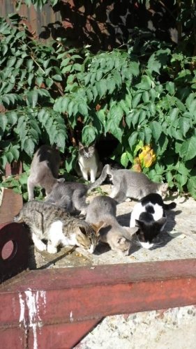 レッツゴー数匹