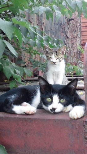 レッツゴー数匹