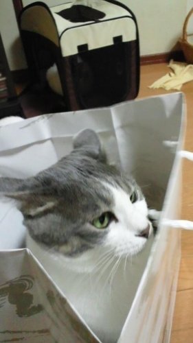 手提げ袋争奪戦