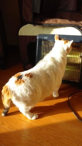 寒くなりそうだから