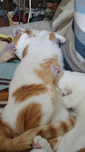 ジャイアント馬場