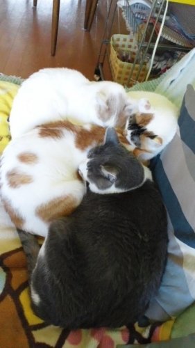 ファイターズDEナイトで