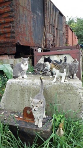 レッツゴー数匹