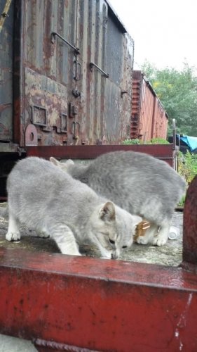 レッツゴー三匹