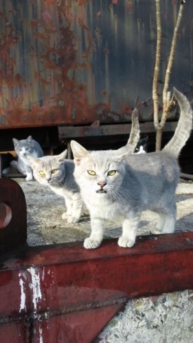 レッツゴー数匹