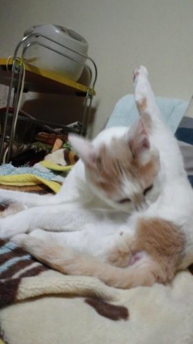 ちょっとだけよ…