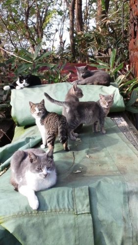 レッツゴー数匹