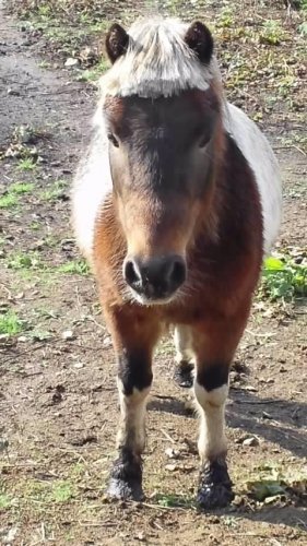 ギザギザハートの子守歌