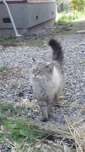 ゴージャス君と屋根子さん