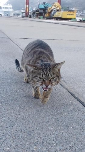 港のシマちゃん