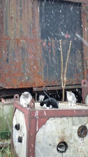 アップローダー不調なので