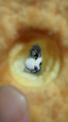 ビスケットの中に